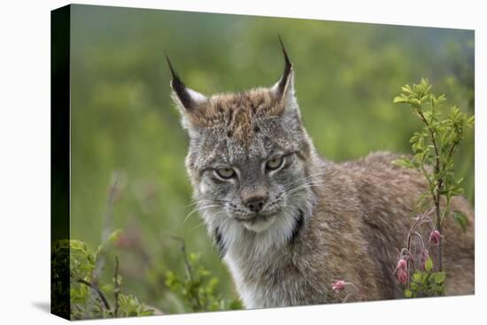 Canada Lynx portrait, North America-Tim Fitzharris-Stretched Canvas