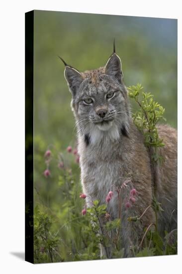 Canada Lynx portrait, North America-Tim Fitzharris-Stretched Canvas