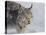 Canada Lynx-DLILLC-Premier Image Canvas