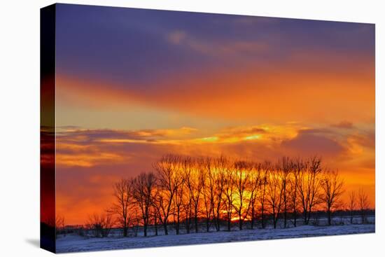 Canada, Manitoba, Altona. Trees at sunrise on the snowy prairie.-Mike Grandmaison-Premier Image Canvas