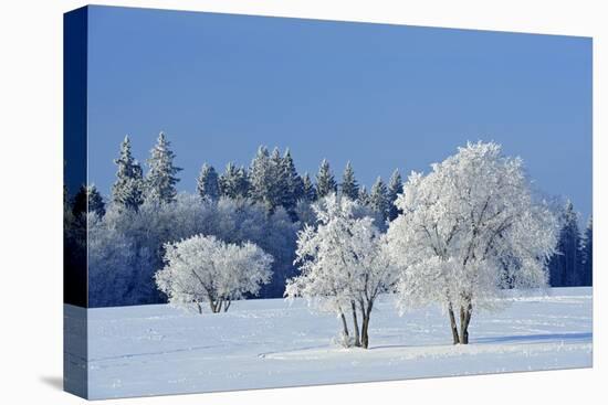 Canada, Manitoba, Birds Hill Provincial Park. Hoarfrost-covered trees in winter.-Jaynes Gallery-Premier Image Canvas