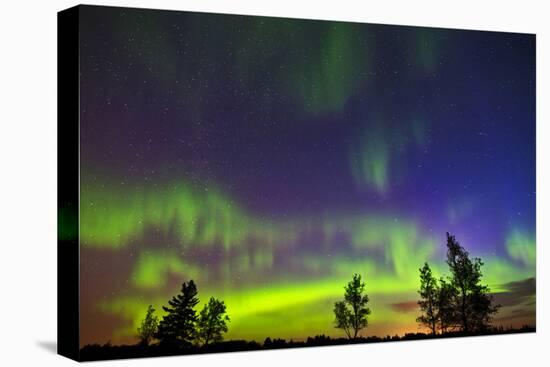 Canada, Manitoba, Birds Hill Provincial Park. Northern lights and tree silhouettes.-Jaynes Gallery-Premier Image Canvas