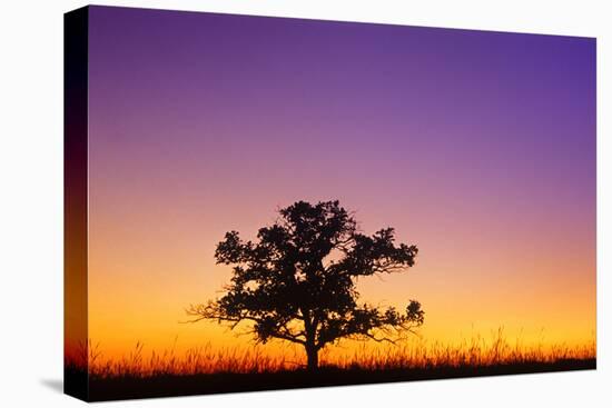 Canada, Manitoba. Bur oak tree in tall grass prairie at dawn.-Jaynes Gallery-Premier Image Canvas