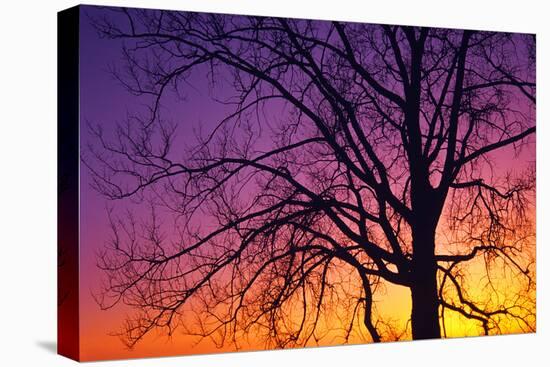 Canada, Manitoba. Cottonwood tree at sunset.-Jaynes Gallery-Premier Image Canvas