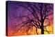 Canada, Manitoba. Cottonwood tree at sunset.-Jaynes Gallery-Premier Image Canvas