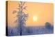 Canada, Manitoba, Dugald. Hoarfrost-covered trees in fog.-Jaynes Gallery-Premier Image Canvas