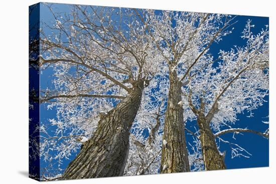 Canada, Manitoba, Dugald. Hoarfrost on cottonwood tree.-Jaynes Gallery-Premier Image Canvas