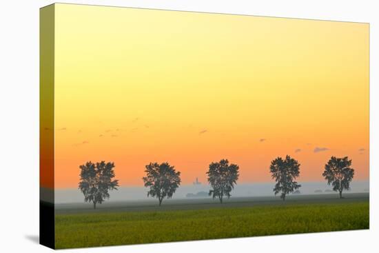 Canada, Manitoba, Fannystelle. Shelterbelt trees in fog at sunrise.-Jaynes Gallery-Premier Image Canvas
