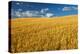 Canada, Manitoba, Swan Lake. Mature winter wheat crop.-Jaynes Gallery-Premier Image Canvas