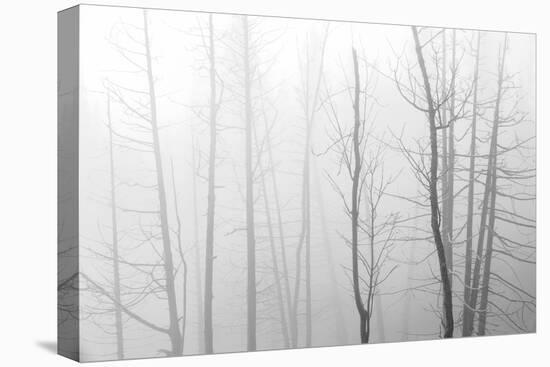 Canada, Manitoba, Whiteshell Provincial Park. Black and white of trees in fog.-Jaynes Gallery-Premier Image Canvas