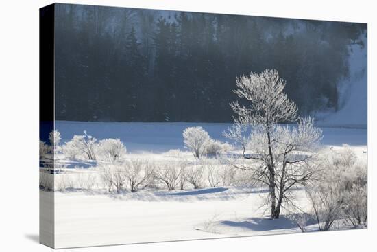 Canada, Nova Scotia, Cape Breton, Cabot Trail, Frosted Trees in Margaree-Patrick J. Wall-Premier Image Canvas