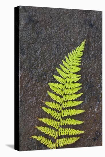 Canada, Nova Scotia, Cape Breton, fern-Patrick J. Wall-Premier Image Canvas