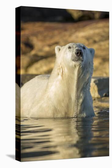 Canada, Nunavut, Polar Bear Wading into Shallow Water of Hudson Bay-Paul Souders-Premier Image Canvas