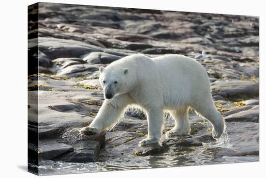 Canada, Nunavut, Repulse Bay, Polar Bear Patrolling Along Shoreline-Paul Souders-Premier Image Canvas