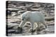 Canada, Nunavut, Repulse Bay, Polar Bear Patrolling Along Shoreline-Paul Souders-Premier Image Canvas