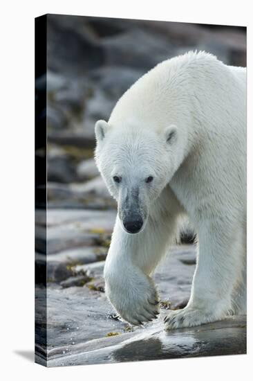 Canada, Nunavut, Repulse Bay, Polar Bear Patrolling Along Shoreline-Paul Souders-Premier Image Canvas