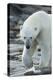 Canada, Nunavut, Repulse Bay, Polar Bear Patrolling Along Shoreline-Paul Souders-Premier Image Canvas