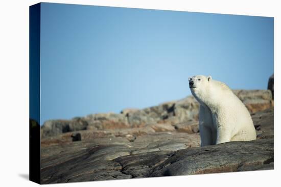 Canada, Nunavut, Repulse Bay, Polar Bear Sitting on Mountain Slope-Paul Souders-Premier Image Canvas