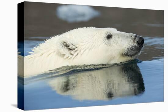 Canada, Nunavut, Repulse Bay, Polar Bear Swimming in Hudson Bay-Paul Souders-Premier Image Canvas