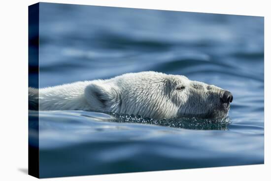 Canada, Nunavut, Repulse Bay, Polar Bear Swimming Near Harbour Islands-Paul Souders-Premier Image Canvas