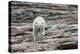 Canada, Nunavut, Repulse Bay, Polar Bear Walking across Rock Surface-Paul Souders-Premier Image Canvas