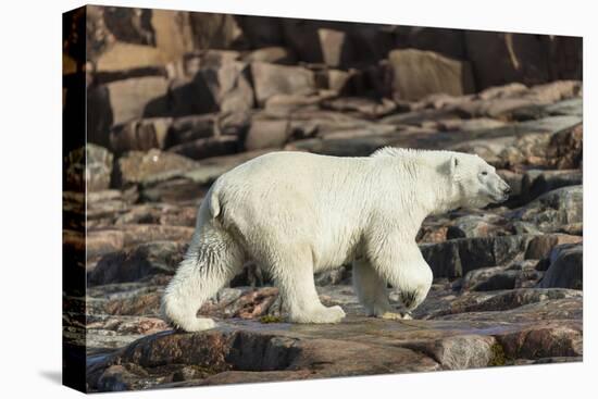 Canada, Nunavut, Repulse Bay, Polar Bear Walking Along Rocky Shoreline-Paul Souders-Premier Image Canvas