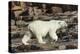 Canada, Nunavut, Repulse Bay, Polar Bear Walking Along Rocky Shoreline-Paul Souders-Premier Image Canvas