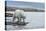Canada, Nunavut, Repulse Bay, Polar Bear Walking Along Shoreline-Paul Souders-Premier Image Canvas