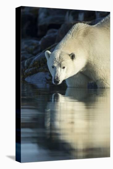 Canada, Nunavut, Repulse Bay, Polar Bears in Shallows of Hudson Bay-Paul Souders-Premier Image Canvas