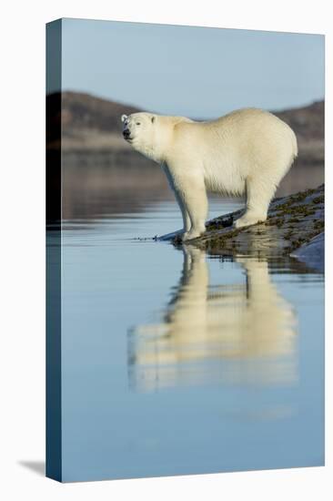 Canada, Nunavut, Repulse Bay, Polar Bears Standing Along Shoreline-Paul Souders-Premier Image Canvas