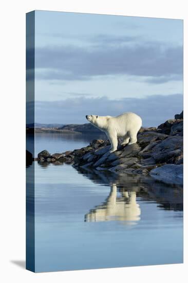 Canada, Nunavut, Repulse Bay, Polar Bears Standing Along Shoreline-Paul Souders-Premier Image Canvas