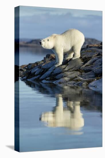 Canada, Nunavut, Repulse Bay, Polar Bears Standing Along the Shore-Paul Souders-Premier Image Canvas