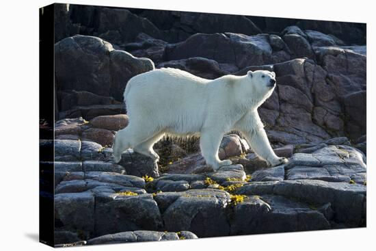 Canada, Nunavut, Repulse Bay, Polar Bears Walking Along Shore-Paul Souders-Premier Image Canvas