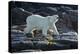 Canada, Nunavut, Repulse Bay, Polar Bears Walking Along Shore-Paul Souders-Premier Image Canvas