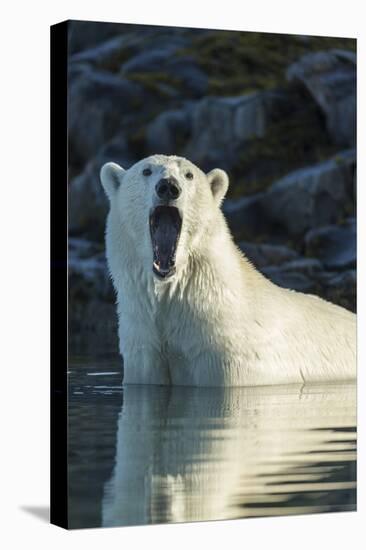 Canada, Nunavut, Repulse Bay, Polar Bears Yawning in Water-Paul Souders-Premier Image Canvas