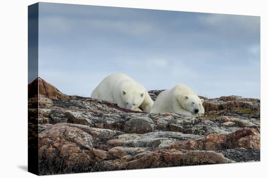 Canada, Nunavut, Repulse Bay, Two Polar Bears Resting Along a Ridge-Paul Souders-Premier Image Canvas