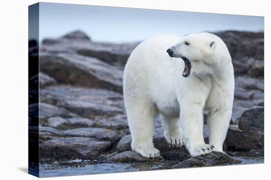 Canada, Nunavut Territory, Repulse Bay, Male Polar Bear Yawning-Paul Souders-Premier Image Canvas