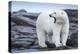 Canada, Nunavut Territory, Repulse Bay, Male Polar Bear Yawning-Paul Souders-Premier Image Canvas