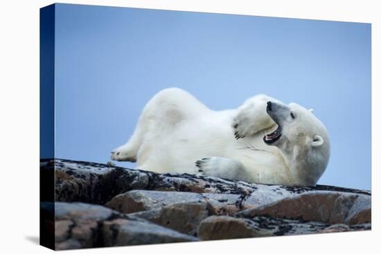 Canada, Nunavut Territory, Repulse Bay, Male Polar Bear Yawning-Paul Souders-Premier Image Canvas