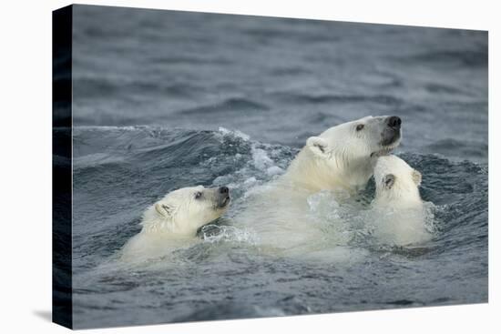 Canada, Nunavut Territory, Repulse Bay, Polar Bear and Young Cubs Swimming Near Harbor Islands-Paul Souders-Premier Image Canvas