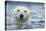 Canada, Nunavut Territory, Repulse Bay, Polar Bear Swimming Near Harbor Islands-Paul Souders-Premier Image Canvas