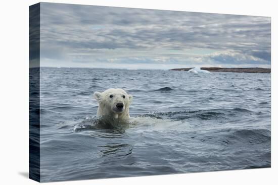 Canada, Nunavut Territory, Repulse Bay, Polar Bear Swimming Near Harbor Islands-Paul Souders-Premier Image Canvas