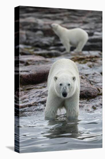 Canada, Nunavut Territory, Repulse Bay, Polar Bears Along Shoreline-Paul Souders-Premier Image Canvas