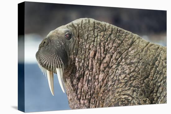 Canada, Nunavut Territory, Walrus Near Arctic Circle on Hudson Bay-Paul Souders-Premier Image Canvas