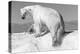 Canada, Nunavut Territory, Wet Polar Bear on an Iceberg in Hudson Bay-Paul Souders-Premier Image Canvas