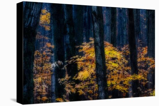 Canada, Ontario. Autumn Abstract of Forest-Bill Young-Premier Image Canvas