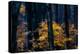 Canada, Ontario. Autumn Abstract of Forest-Bill Young-Premier Image Canvas