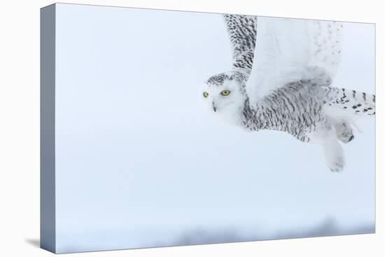 Canada, Ontario, Barrie. Close-Up of Snowy Owl in Flight-Jaynes Gallery-Premier Image Canvas