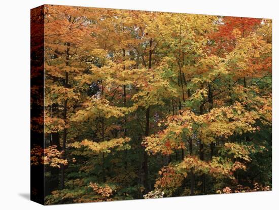 Canada, Ontario, Gravenhurst, Forest in Autumn-Mike Grandmaison-Premier Image Canvas