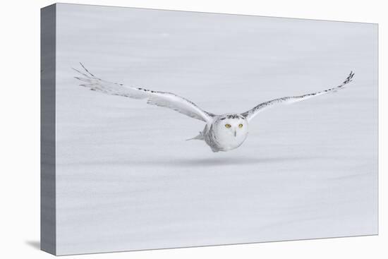 Canada, Ontario. Snowy owl flies low to ground.-Jaynes Gallery-Premier Image Canvas